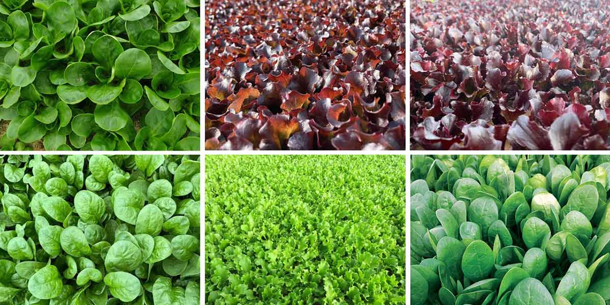 Baby leaf, ISI Sementi propone un taglio per ogni esigenza
